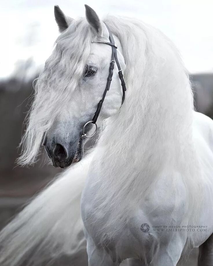 Pin op Horses