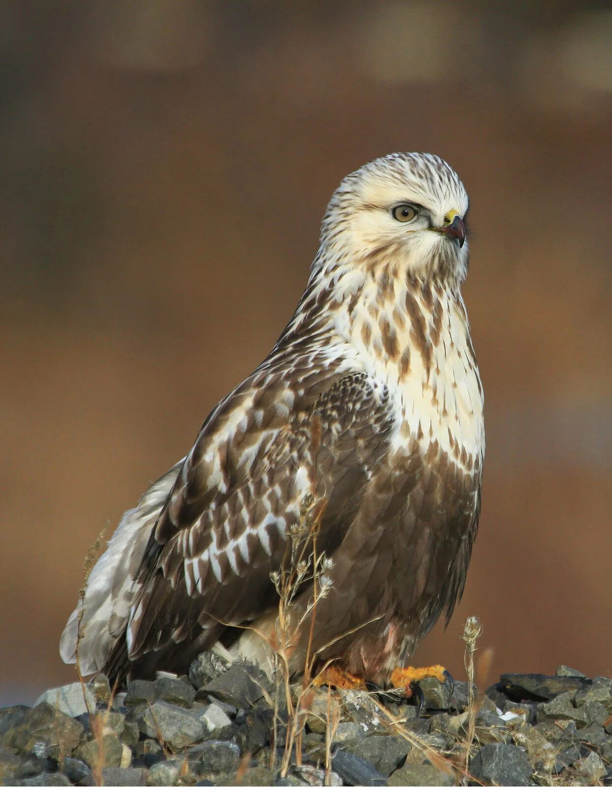 Канюк мохноногий канюк. Мохноногий канюк. Канюк зимняк. Зимняк мохноногий. Канюк зимняк.