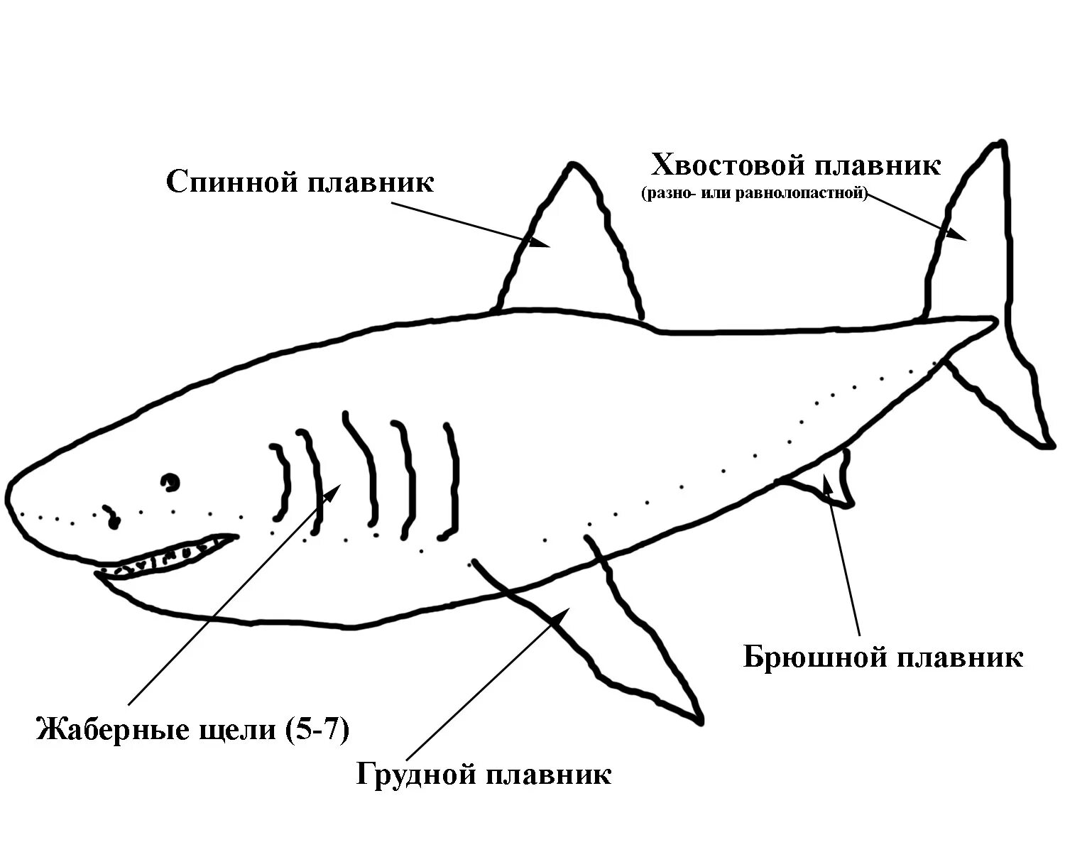 Внутреннее строение хрящевых. Хрящевые рыбы строение. Внешнее строение хрящевых рыб. Хрящевые рыбы внешнее строение тела. Схема строения хрящевых рыб.