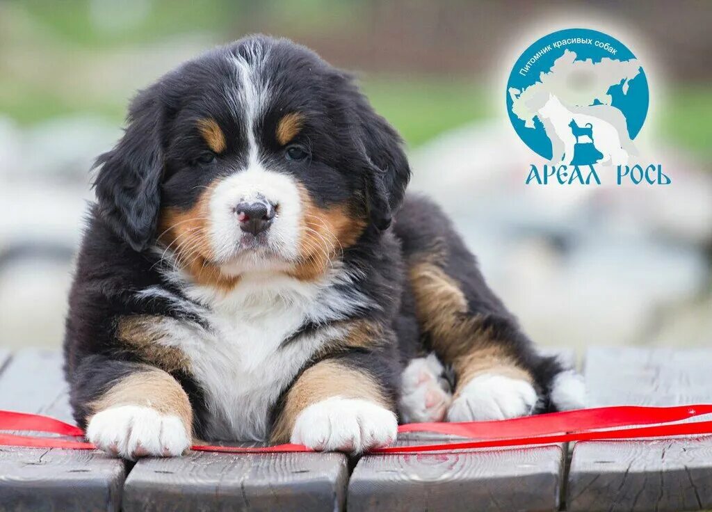 Ареал рось. Ареал рось. Ареал рось питомник. Питомник собак. Новокузнецк расписание.