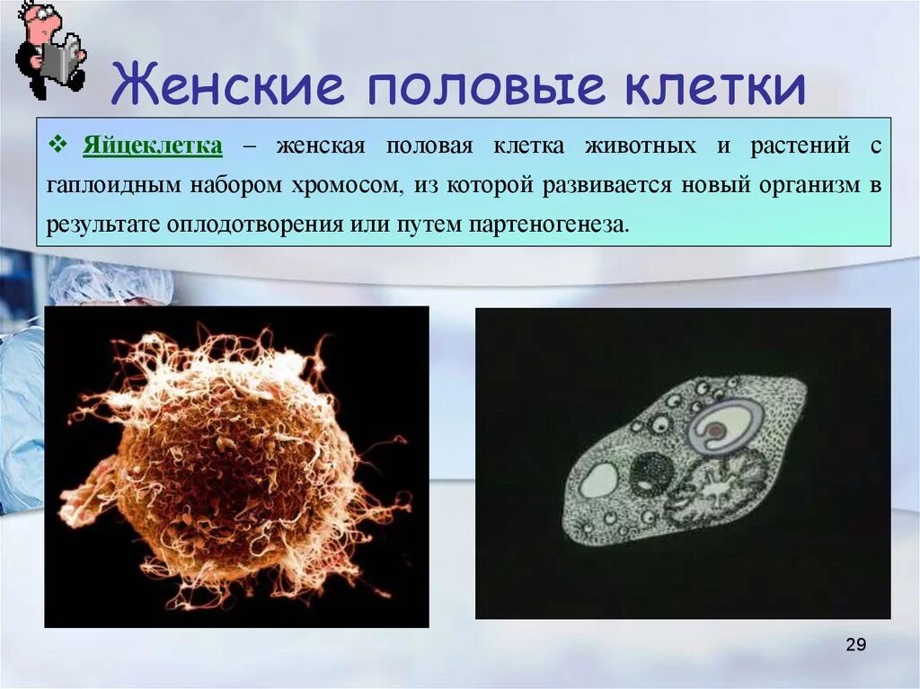 Название женской клетки