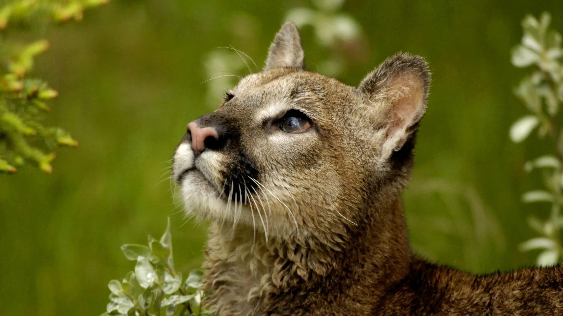 Картинки животных красивые. Puma concolor couguar. Карликовая Пума. Дикие звери в природе. Пума в природе.