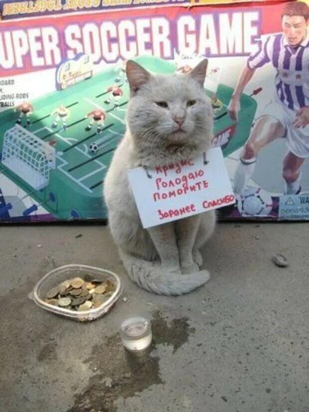 Кот голод