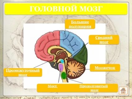 Головною темою