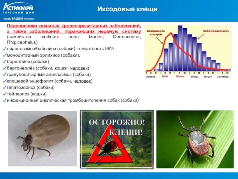 Иксодовые клещи заболевание. Иксодовые клещи переносчики. Иксодовые клещи переносчики возбудителей заболевания. Иксодовый клещ классификация. Иксодовый клещ переносчик.