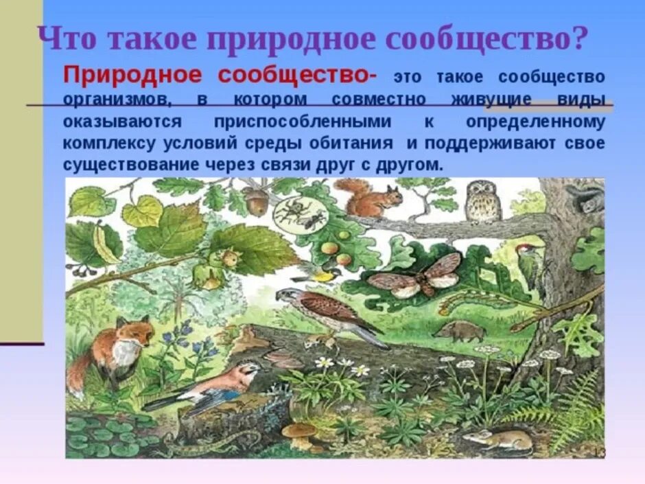 1 что такое природное сообщество. Природное сообщество по биологии 5 класс. Природные сообщества 5 класс биология. Природное сообщество лес. Природное сообщество лес 6 класс.