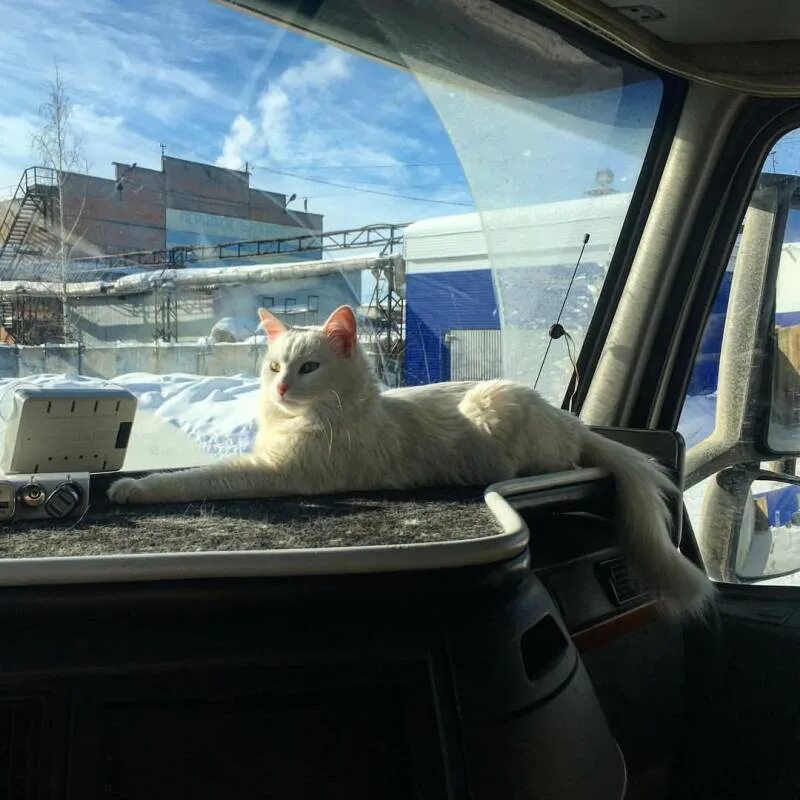 Коты ездят. Кот дальнобойщик. Кот в грузовике. Грузовик с кошками. Кот в фуре.