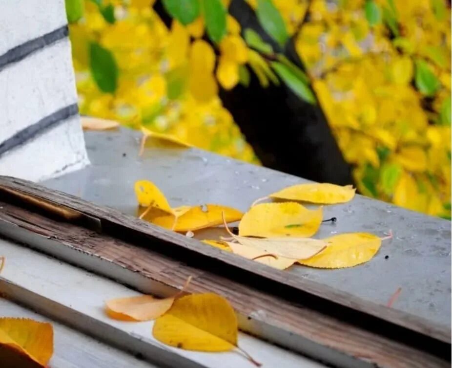 Стучит подоконник. Окно осень. Осенний подоконник. Листья на окна. Листья на подоконнике.