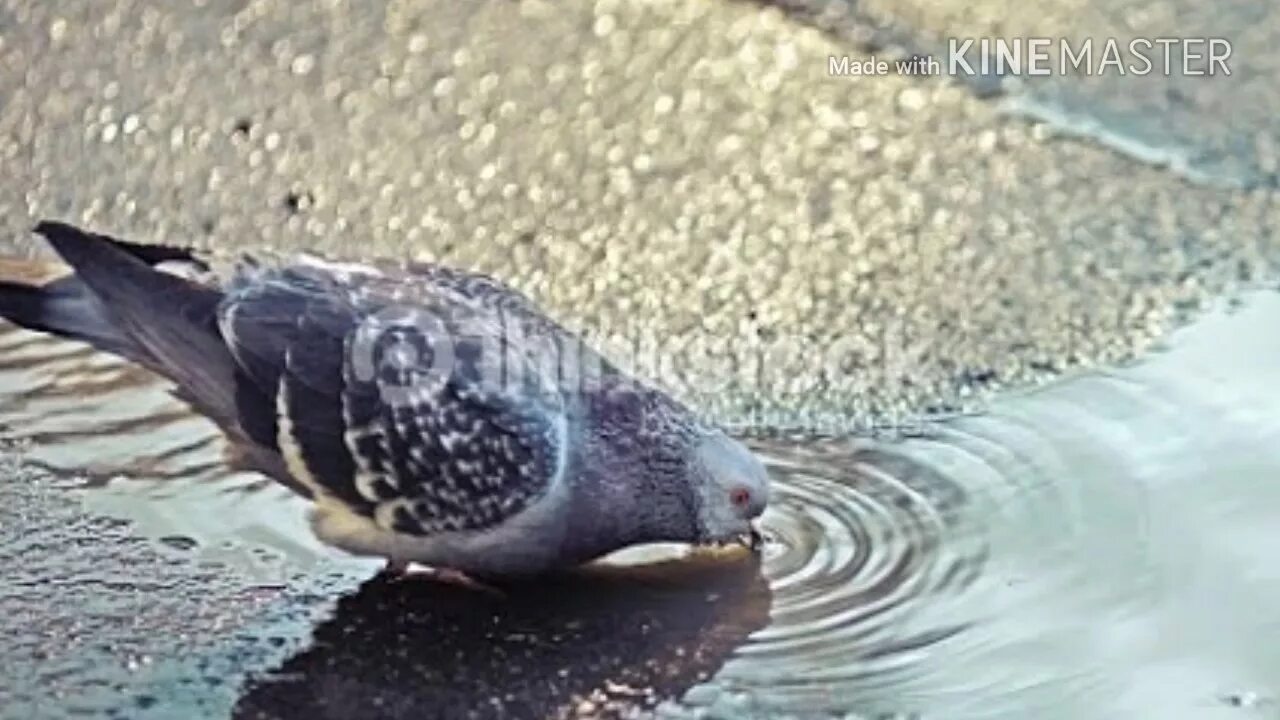 Голубь пьющий воду. Голубь в воде. Голуби пьют воду. Голуби купаются. Черный Водный голубь.