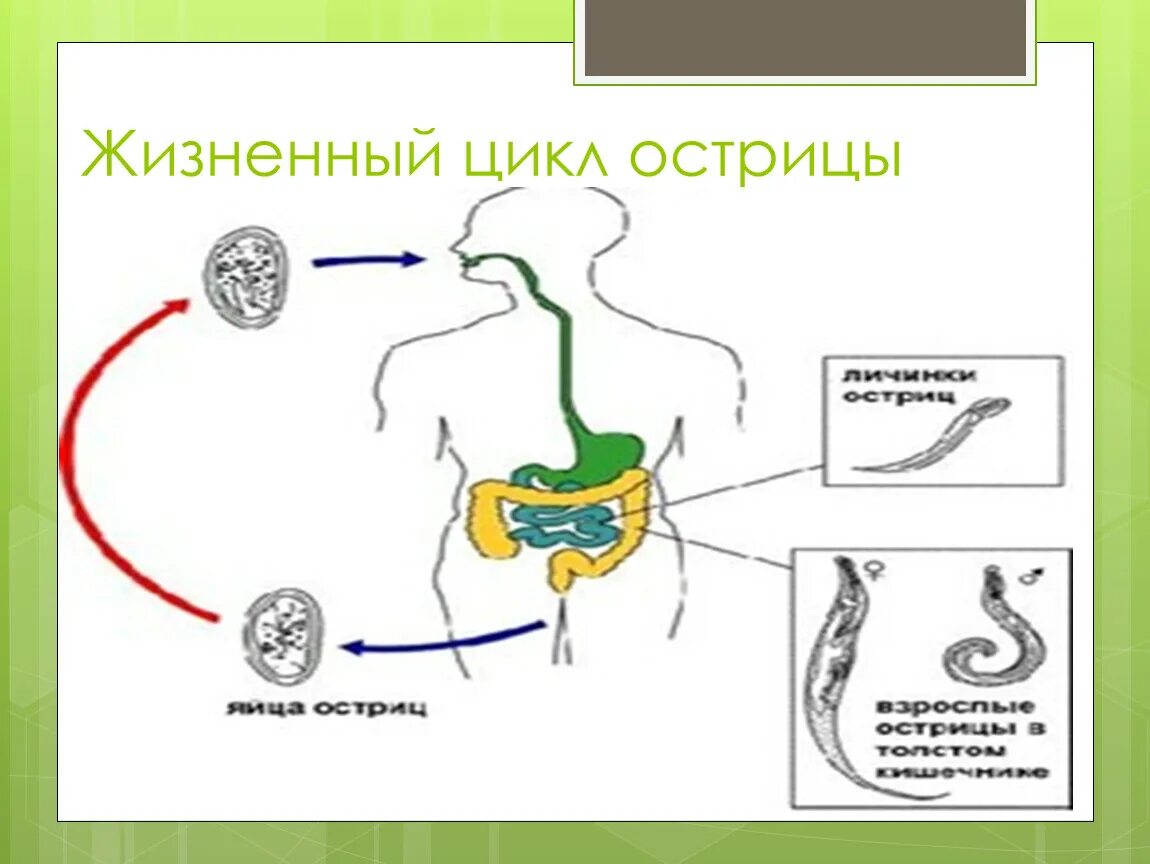 Аскарида человеческая основной и промежуточный хозяин. Цикл развития острицы. Жизненный цикл острицы схема. Цикл развития аскариды человеческой схема. Циклы развития аскариды и острицы.