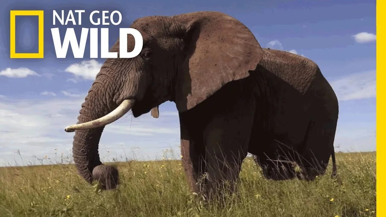 Nat geo Wild. Нат Гео вайлд слоны. National Geographic Wild.