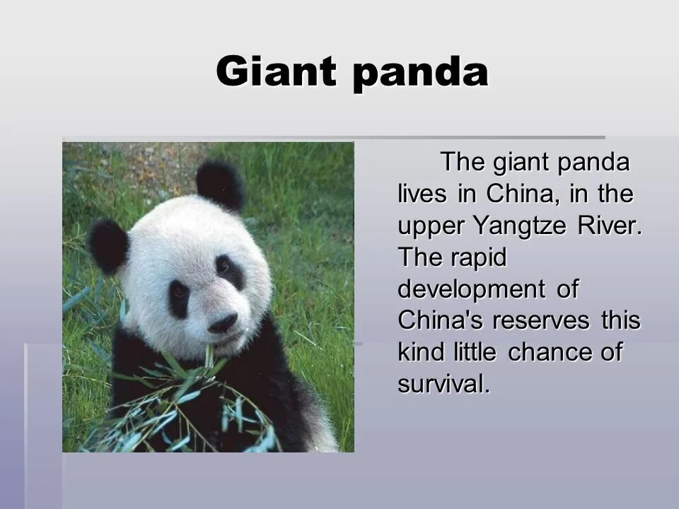 Pandas заголовки