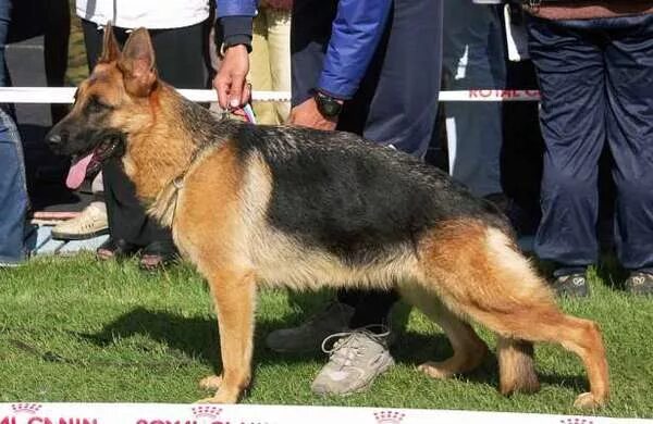 Восточноевропейская овчарка. Немецкая овчарка рост в холке. Немецкая овчарка стандарт породы fci. Промеры кобеля немецкой овчарки. Немецкая овчарка высота в холке стандарты.