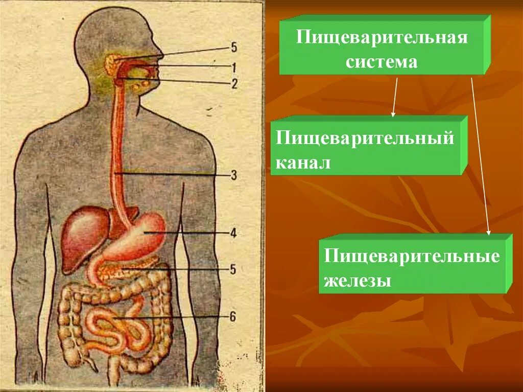 Функции пищеварительного канала и пищеварительные железы. Пищеварительная система человека органы пищеварительного канала. Схема пищеварительного канала. Железы пищеварительной системы человека. Органы пищеварения пищеварительный канал.