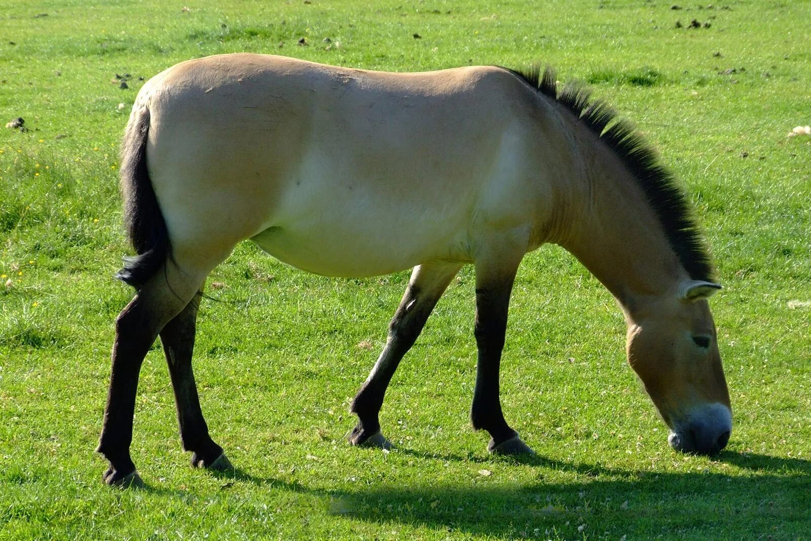 Дикая Степная лошадь Тарпан. Тарпан европейская Дикая лошадь. Степной Тарпан. Тарпан лошадь