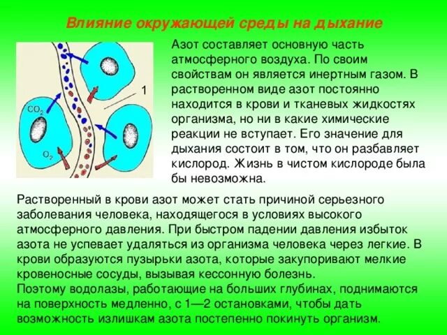 Плод человека получает кислород через