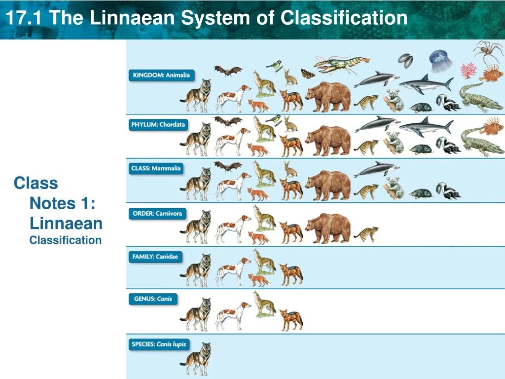 Classification system