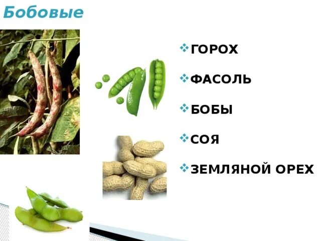 Бобы и фасоль в чем разница. Бобы и фасоль в чем разница