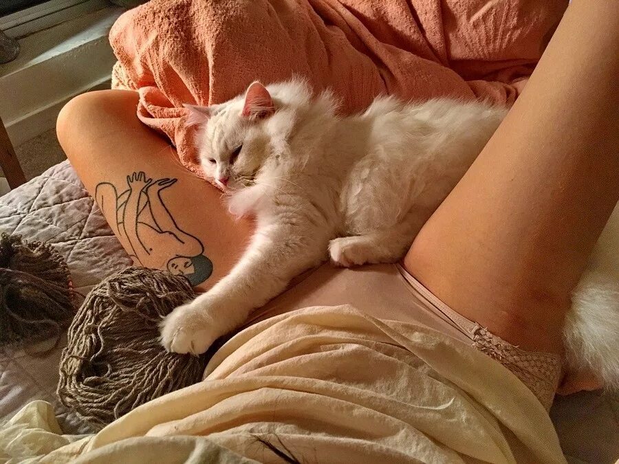 Кошка ложится на живот женщине