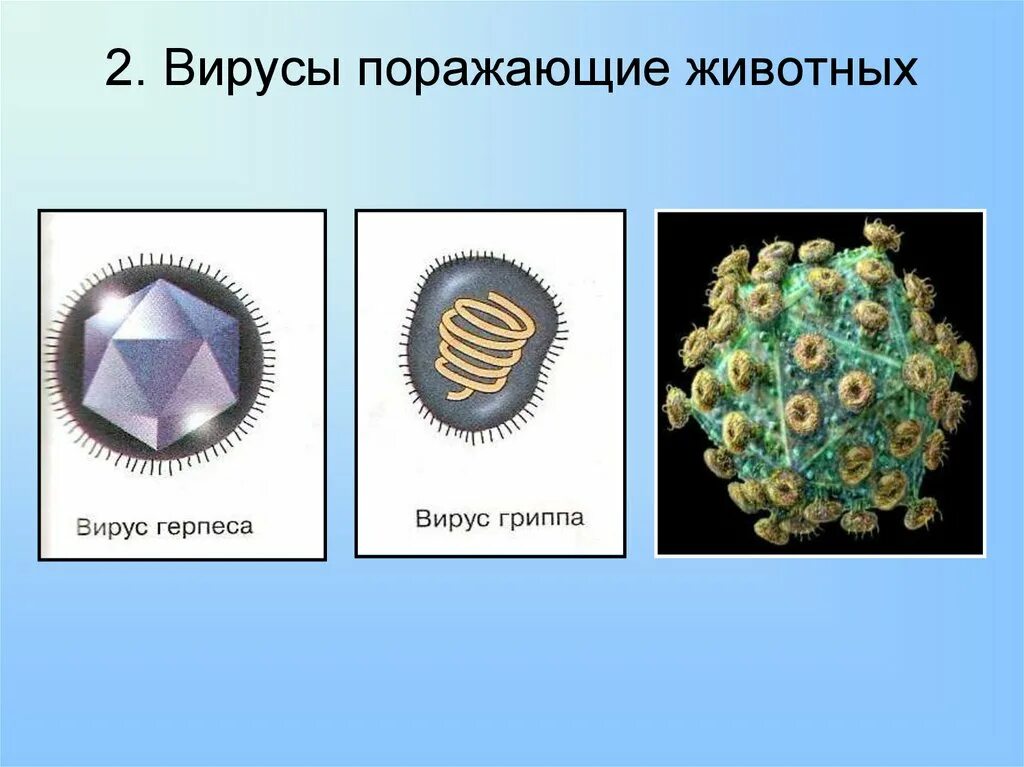 Названия вирусов человека. Вирусы поражающие животных. Вирусы растений животных и человека. Вирусы животных названия.