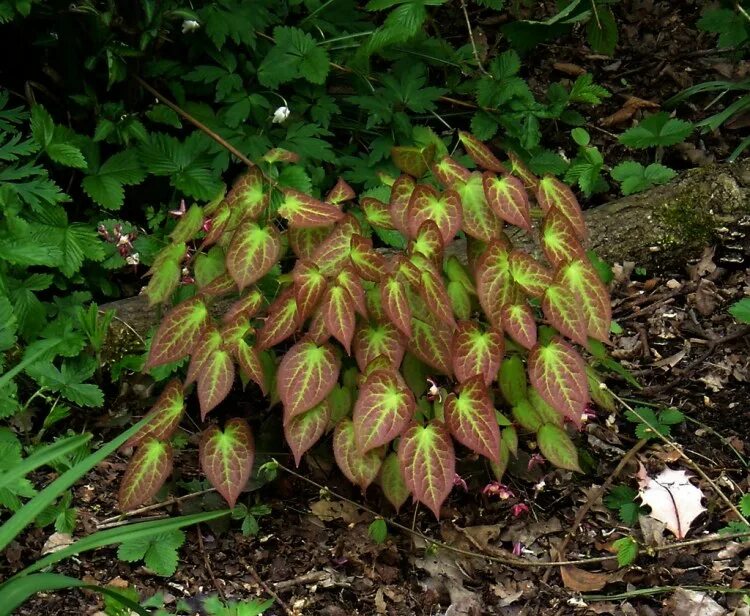 Горянка отзывы. Горянка рубрум. горянка красная epimedium rubrum. горянка эпимедиум. горянка крупноцветковая lilafee.