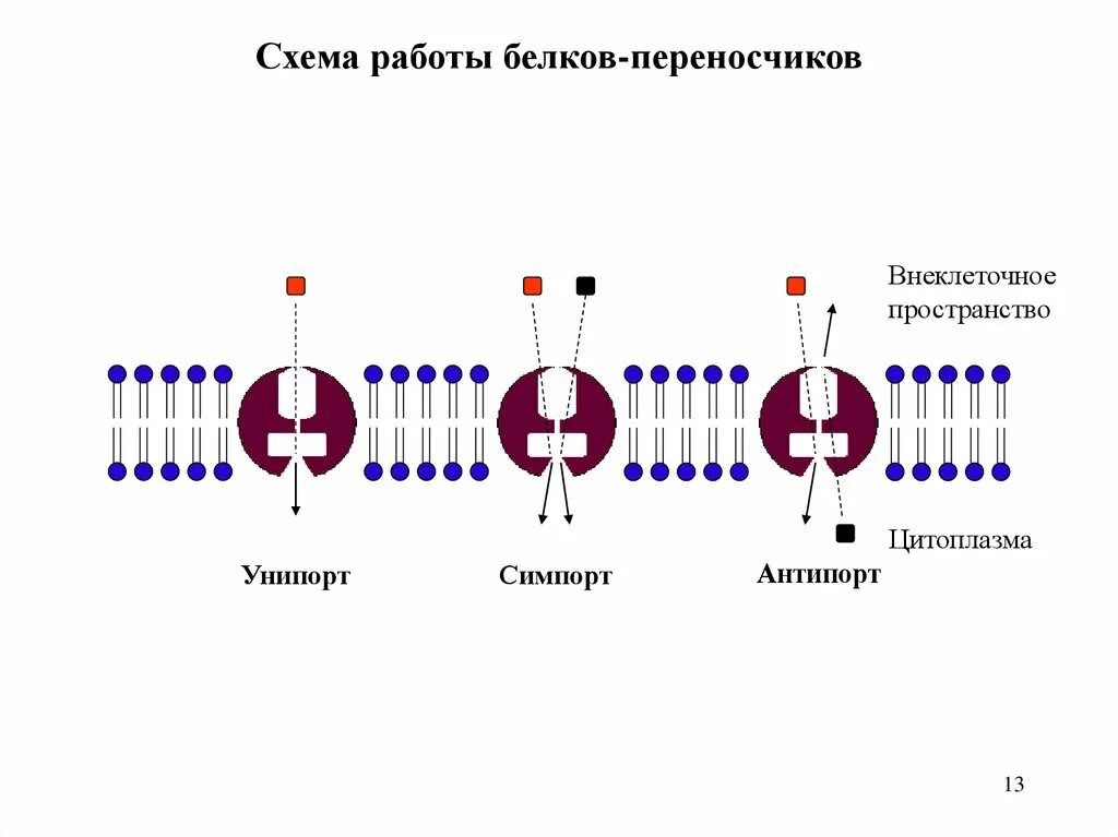 Белковые каналы и белки переносчики биохимия. Облегченная диффузия с помощью белков переносчиков. Белковые каналы и белки переносчики. Белок трансферрин. Гаптоглобин и гемоглобин.