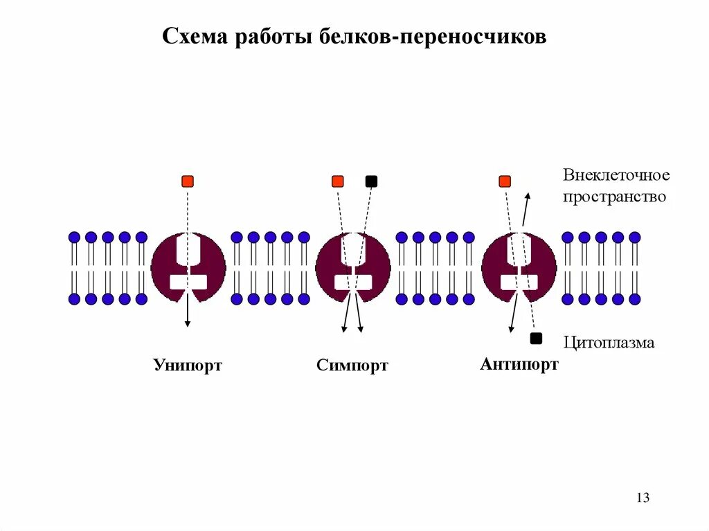 Кодирует ферменты содержит белки переносчики. Схема функционирования белков переносчиков. Унипорт симпорт антипорт. Белки переносчики. Облегченная диффузия Унипорт симпорт антипорт.