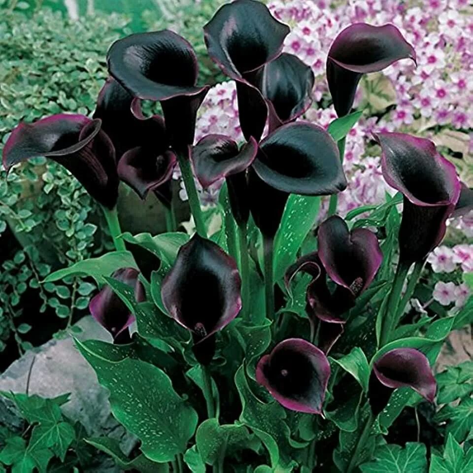 Черные растения названия. Морозник геллеборус. Калла блэк форест. Черные растения названия. Ирис блэк бат.