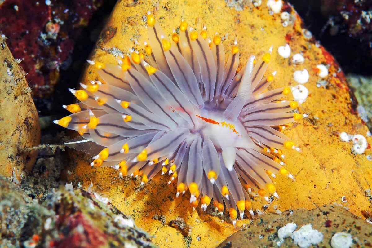 Заднежаберные моллюски. Морской СЛИЗНЯК Голожаберник. Janolus fuscus. Морской СЛИЗНЯК Атлантический океан. Голожаберный моллюск Глаукус.