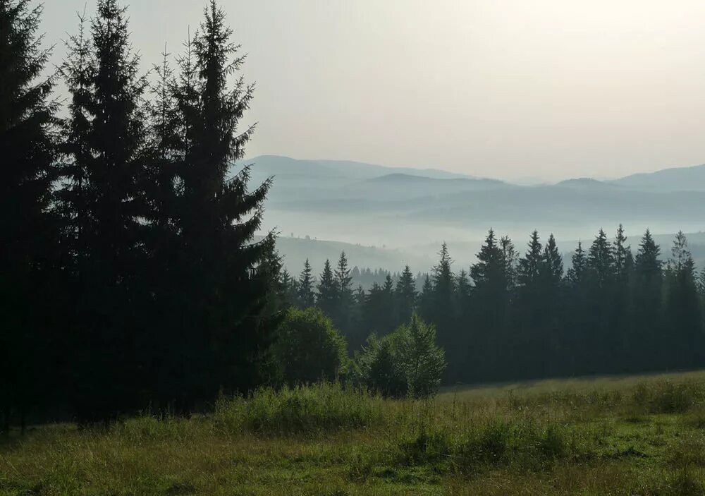 Вдали показался лес