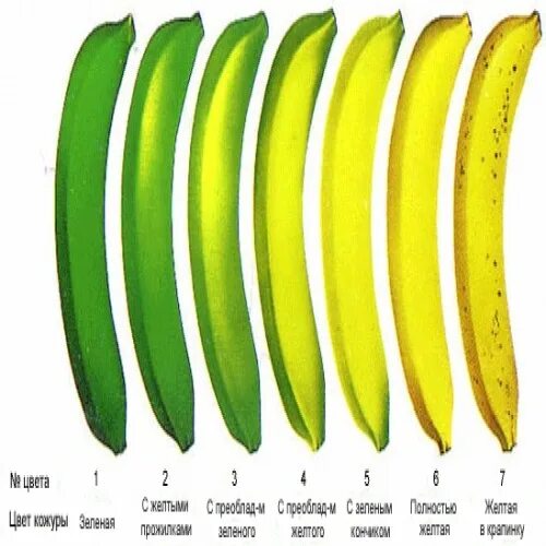 Какие бананы полезнее зеленые или. Зеленые и желтые бананы. Калорийность банана зеленого и желтого. Калорийность зеленого банана. Калорийность желтого банана.