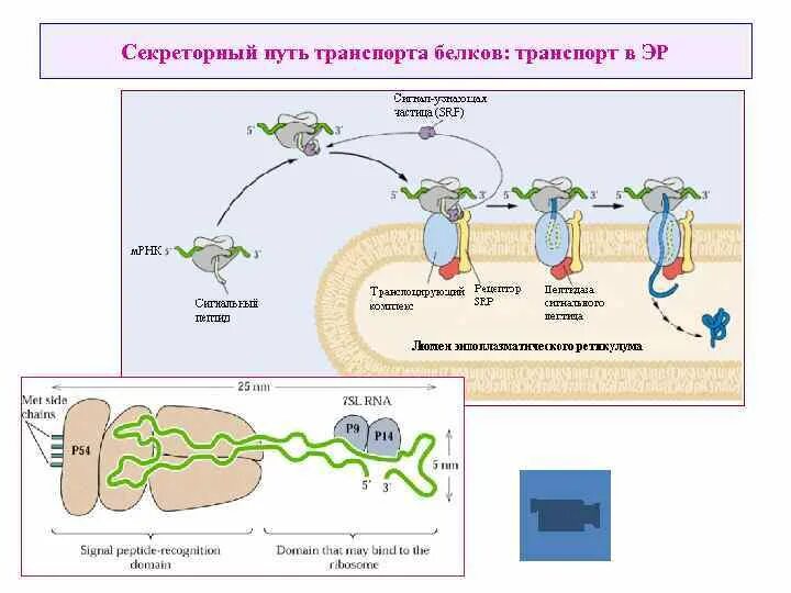 Белковый транспорт. Схема транспортных белков. Типы транспортных белков. Транспорт белков внутри клетки где происходит. Механизмы работы транспортных белков.