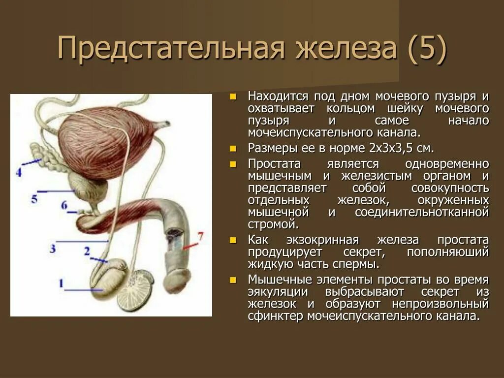 Предстательная железа функции у мужчин. Бульбоуретральная железа анатомия. Бульбоуретральные железы строение и функции. Бульбоуретральные железы и предстательная железа. Бульбоуретральная железа анатомия строение.