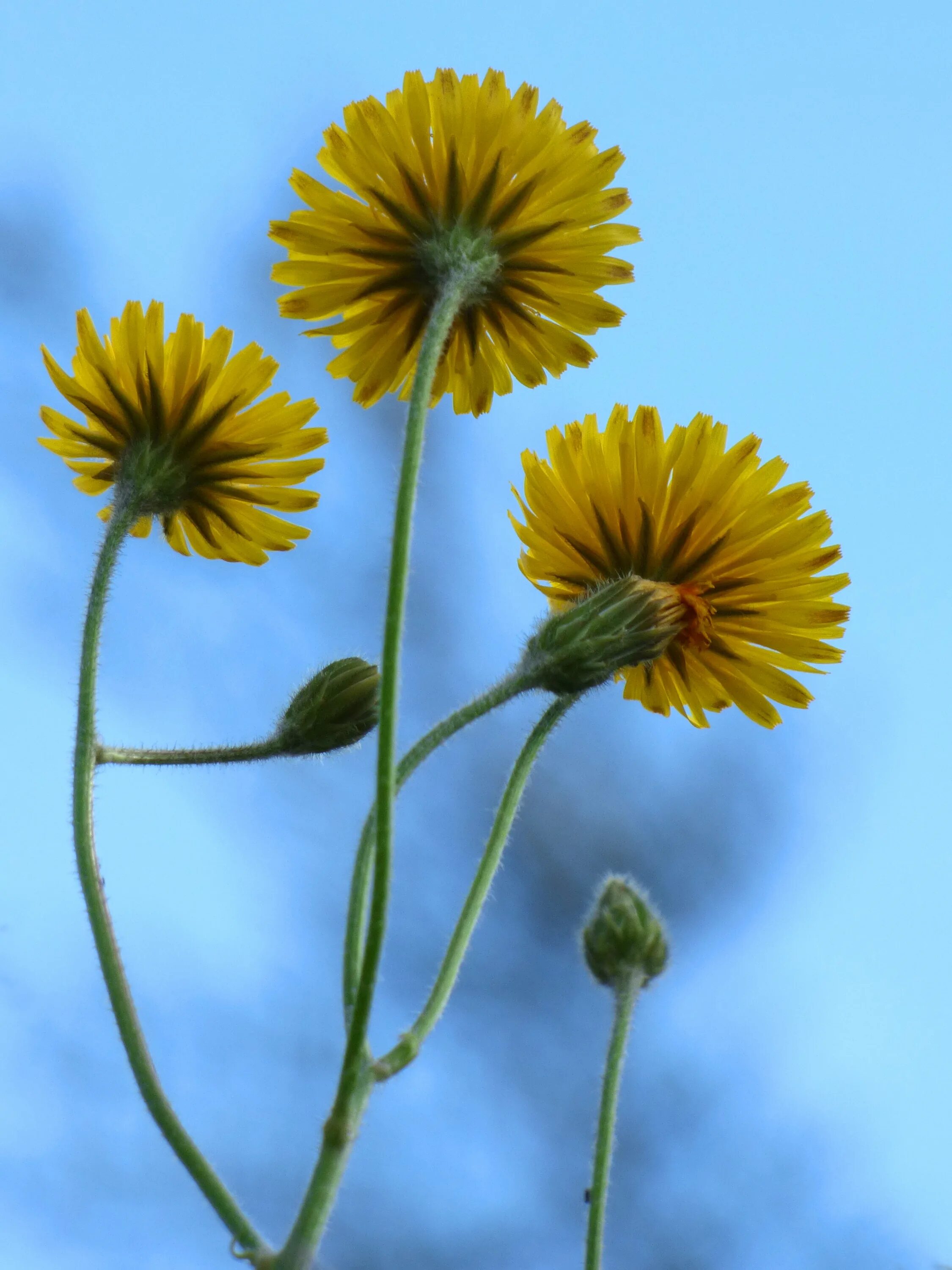 Первые желтые цветы похожие на одуванчики. Одуванчик Луговой. Одуванчик полевой. Жёлтый цветок. Желтые цветы похожие на одуванчики.
