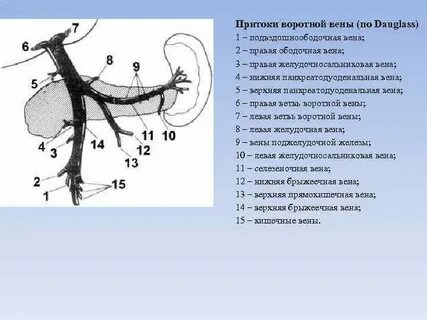 Укажите вену