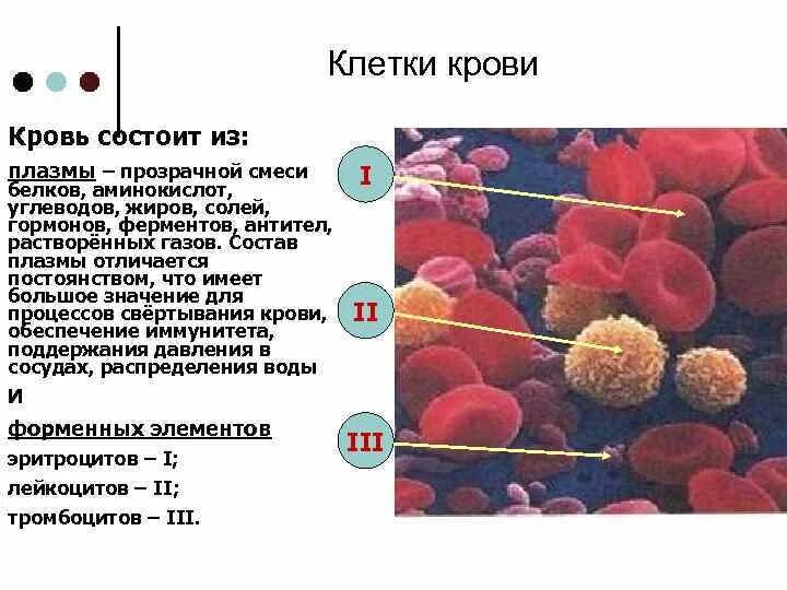 Клетки печени в крови. Клетки крови состав фермен. К клеткам крови относятся. Внутренняя среда организма кровь плазма и форменные элементы крови. Что содержит белок клетки крови.