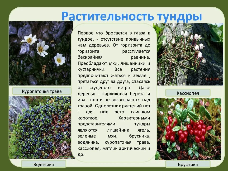 Сообщение о растительном мире тундры. Растительный мир тундры. сообщение растительность тундры. информация о растениях тундры.