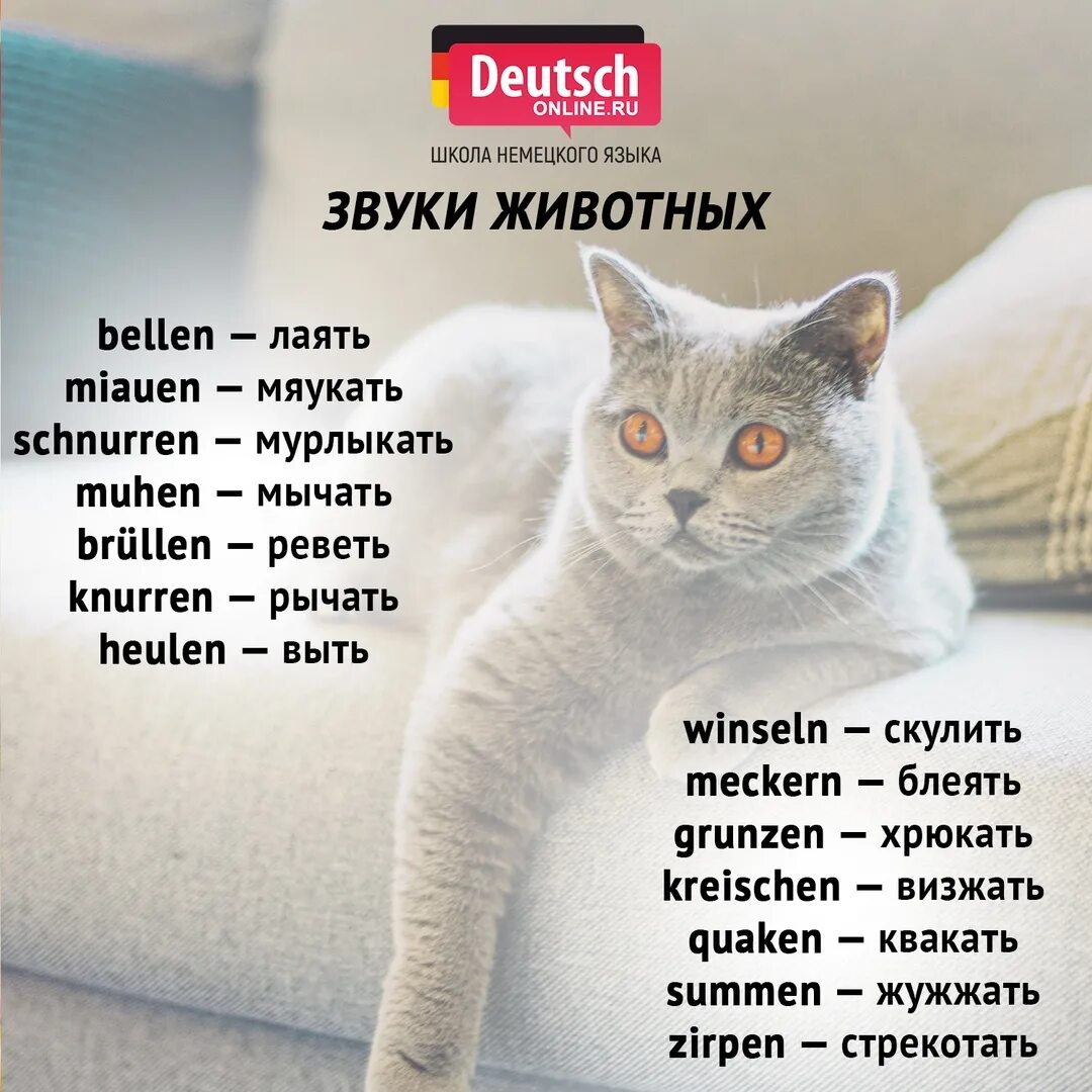 Как можно назвать котенка девочку черную