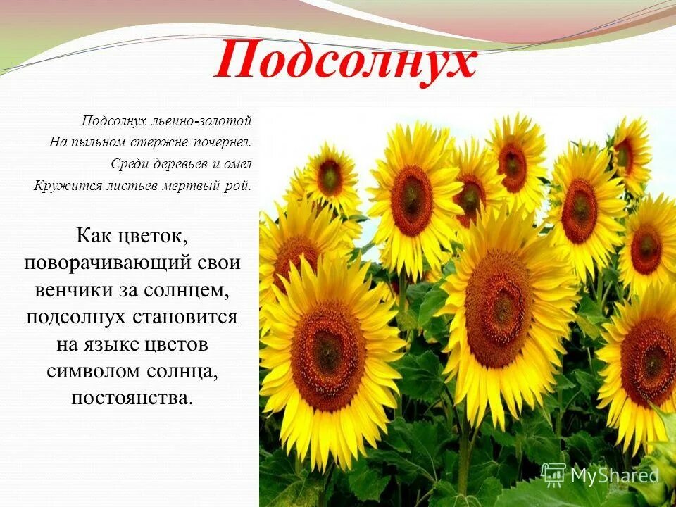 Подсолнух на языке цветов. Стих про подсолнух. Подсолнушки цветы. Презентация на тему подсолнух. Подсолнух значение