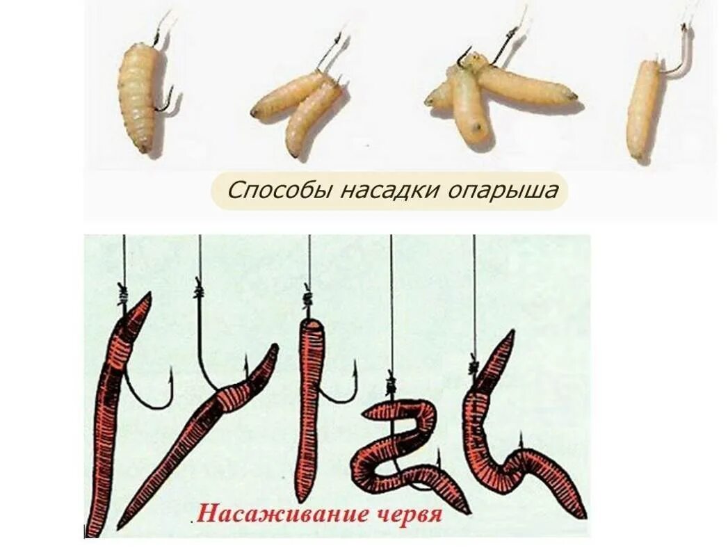 Как насадить опарыша на крючок. Способы насадки червя на крючок. Правильная насадка червя. Как насаживать червя на крючок на карася. Как правильно насаживать опарыша на крючок.