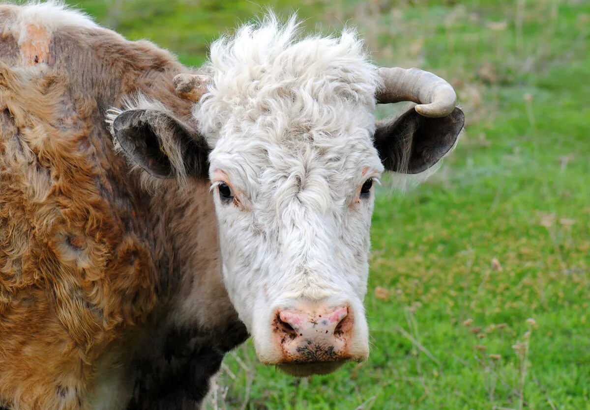 Рога коровы. Рога коровы. Рога коровы. Рога теленка. Рогатая корова.