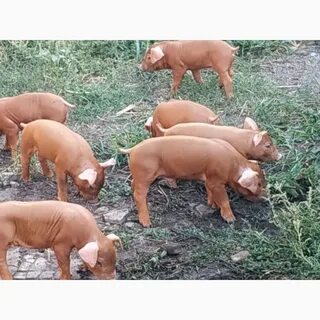 Поросята дюрок характеристика отзывы