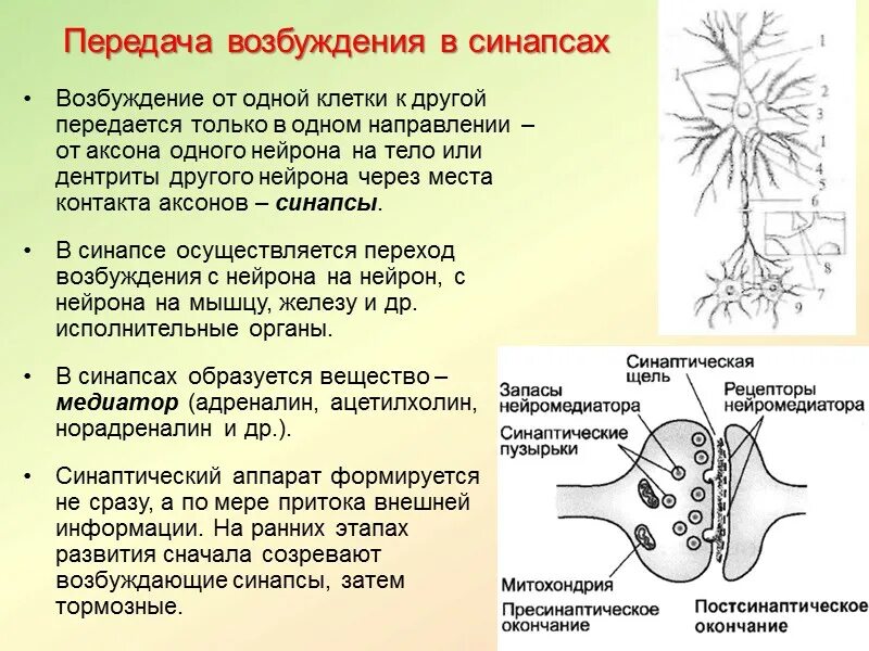 Процесс возбуждения нервных клеток. Механизм передачи возбуждения между клетками. Возбуждение в синапсе. Возбуждение клетки. Механизм передачи возбуждения с одной клетки на другую.