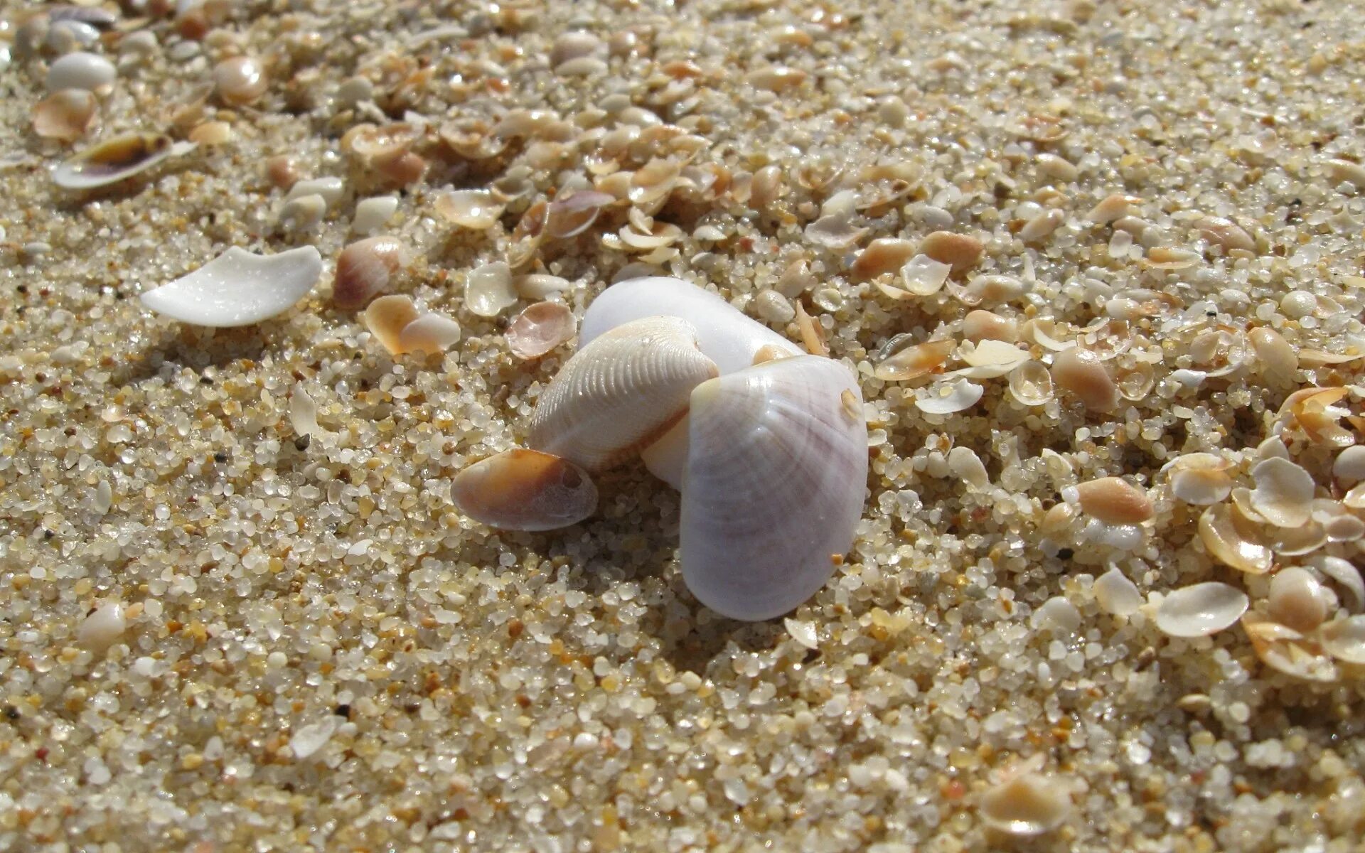 Маленькая песчинка. Ракушечный пляж Витязево. Песок Донузлав. Ракушки морские.