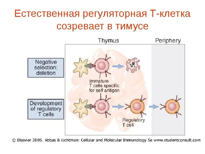 Зрелость клеток. Созревание т лимфоцитов в тимусе. Естественные регуляторные т-клетки. Созревание т лимфоцитов схема. Селекция лимфоцитов в тимусе.