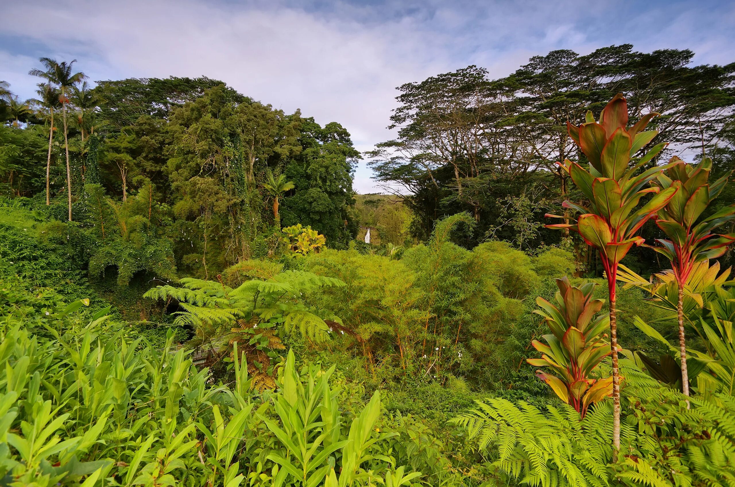 Природная зона тропические леса. Тропические леса на Гавайях. Южная Америка растительность джунгли. Тропические леса центральной Америки. Растительный мир Африки тропические леса.