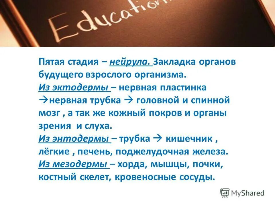 эмбриональные стадии развития нервной системы. онтогенез нервной системы человека. закладка органов в эмбриогенезе. характеристика зародышевых листков таблица. стадия закладки органов будущего организма.