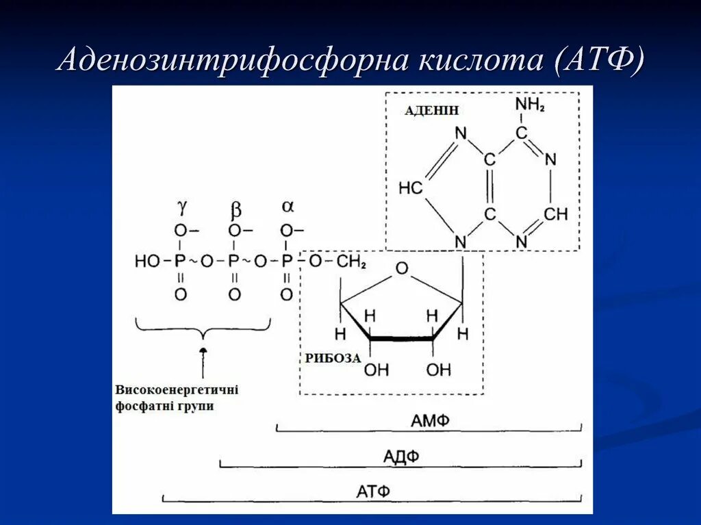 Атф ростов. Аденозинтрифосфат рибоза. Аденозинтрифосфорная кислота формула. АТФ аденозинтрифосфорная кислота. Эруковая кислота АТФ.