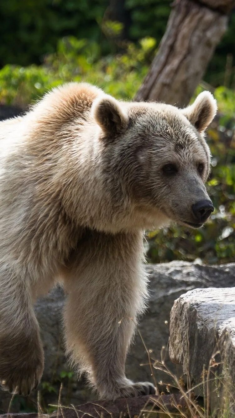 Bear stone. Каменный медведь. Медвежата каменные. Медведь обои. Каменный медведь вид.