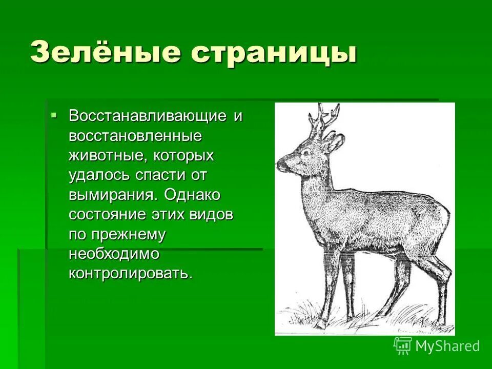 Зеленые страницы 3 класс виды животных окружающий. Животные из зеленой книги. Зелёные страницы животные. Восстановленные виды животных. Виды животных из зеленой книги.